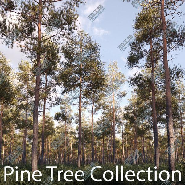 images/goods_img/20210312/Pine Tree Collection/1.jpg